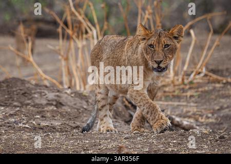 Einsamer Löwenjunge steht auf trockenem Boden, wachsam und neugierig in einer natürlichen Waldlandschaft im südlichen Afrika. Stockfoto