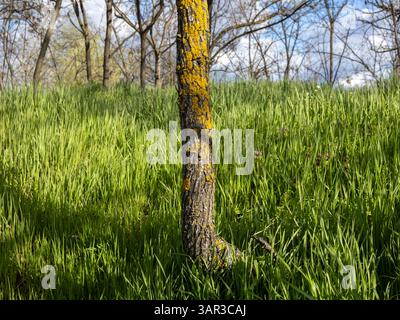 Flechten bedeckter Baumstamm in einer sonnigen Wiese Stockfoto