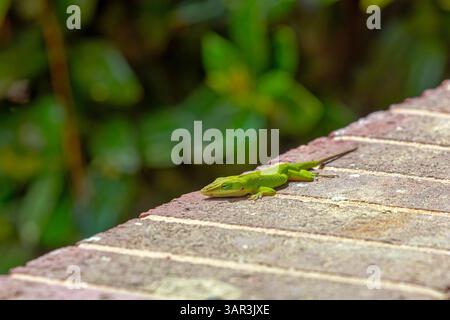 Grüne Anolis carolinensis (Anolis carolinensis) während der Paarung, bekannt als Carolina-Anol, Carolina-grüne Anolis usw. USA und manchmal auch als die bezeichnet Stockfoto
