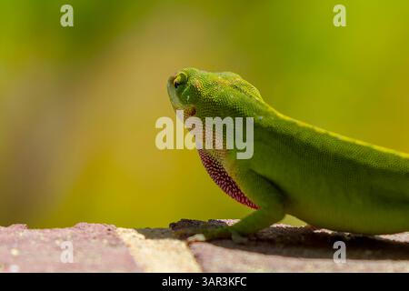 Grüne Anolis carolinensis (Anolis carolinensis) während der Paarung, bekannt als Carolina-Anol, Carolina-grüne Anolis usw. USA und manchmal auch als die bezeichnet Stockfoto