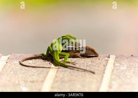 Grüne Anolis carolinensis (Anolis carolinensis) während der Paarung, bekannt als Carolina-Anol, Carolina-grüne Anolis usw. USA und manchmal auch als die bezeichnet Stockfoto