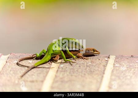 Grüne Anolis carolinensis (Anolis carolinensis) während der Paarung, bekannt als Carolina-Anol, Carolina-grüne Anolis usw. USA und manchmal auch als die bezeichnet Stockfoto