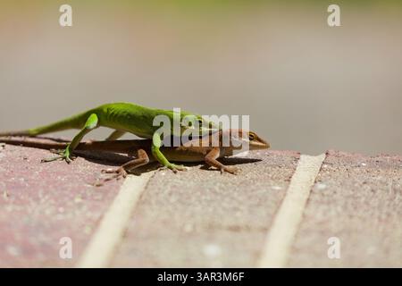 Grüne Anolis carolinensis (Anolis carolinensis) während der Paarung, bekannt als Carolina-Anol, Carolina-grüne Anolis usw. USA und manchmal auch als die bezeichnet Stockfoto