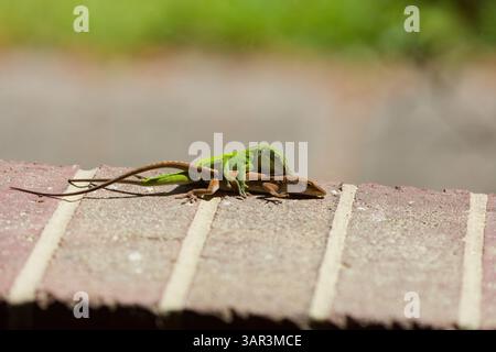 Grüne Anolis carolinensis (Anolis carolinensis) während der Paarung, bekannt als Carolina-Anol, Carolina-grüne Anolis usw. USA und manchmal auch als die bezeichnet Stockfoto