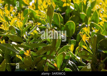 Grüne Anolis carolinensis (Anolis carolinensis) während der Paarung, bekannt als Carolina-Anol, Carolina-grüne Anolis usw. USA und manchmal auch als die bezeichnet Stockfoto