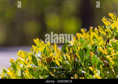 Grüne Anolis carolinensis (Anolis carolinensis) während der Paarung, bekannt als Carolina-Anol, Carolina-grüne Anolis usw. USA und manchmal auch als die bezeichnet Stockfoto