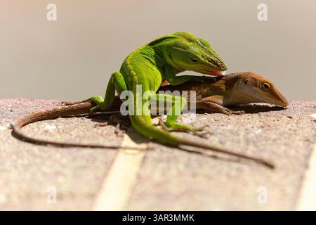 Grüne Anolis carolinensis (Anolis carolinensis) während der Paarung, bekannt als Carolina-Anol, Carolina-grüne Anolis usw. USA und manchmal auch als die bezeichnet Stockfoto