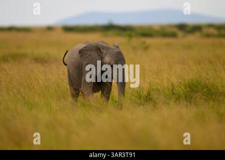Elefantenkalb weidet in der Savanne, Masai Mara, Kenia Stockfoto