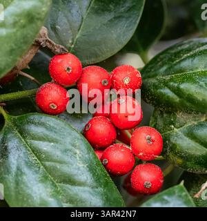 Nahaufnahme von hellroten stechpalmenbeeren auf einer grünen Pflanze, die mit Winter- und Urlaubsthemen assoziiert ist, bei natürlichem Licht fotografiert. Stockfoto