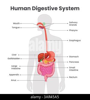 Menschliches Verdauungssystem-Diagramm-Clipart. Clip-Art des Anatomiediagramms für das elementare und sekundäre Lerndiagramm Stock Vektor