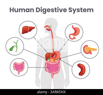 Menschliches Verdauungssystem-Diagramm-Clipart. Verdauungssystem Zeichnung Clip Art Infografik des inneren Körperorgans für elementar und sekundär Stock Vektor