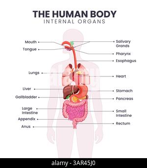 Clipart der inneren Organe des menschlichen Körpers. Menschliche innere Organe des Verdauungssystems zeichnen Infografik-Clipart für die Gestaltung von naturwissenschaftlichen visuellen Hilfsdiagrammen Stock Vektor