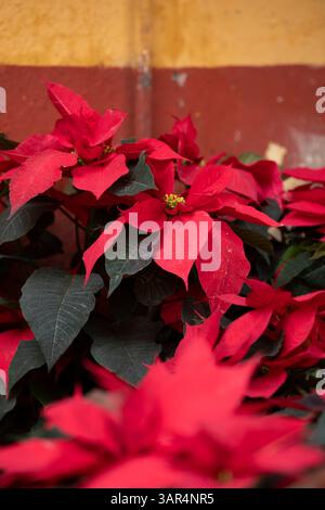 Ein wunderschöner Weihnachtsstern blüht in Pinal de Amoles, Querétaro, Mexiko. Stockfoto
