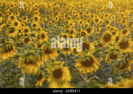 Blühendes Sonnenblumenfeld (Helianthus annuus) im Abendlicht, Grossenhain, Sachsen, Deutschland, Europa Stockfoto