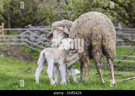 Schafe und Jungtiere der württembergischen Rasse, auch Merinolandschafe genannt. Schafweide auf der Schwäbischen Alb mit Lamm. Beuren, Baden-Württemberg, G Stockfoto