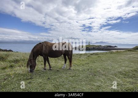 Braunes Pferd weidet auf einer grünen Wiese am Meer mit TWR Mawr Lighthouse im Hintergrund, Ynys Llanddwyn, Newborough, Anglesey, Wales, Vereinigtes Königreich Stockfoto