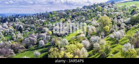 Frühling auf dem Albtrauf der Schwäbischen Alb. Obstbäume blühen in den Obstgärten im Lenninger Tal. Luftaufnahme. Owen, Baden-Württemberg, Deutschland Stockfoto