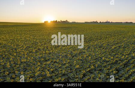 Feld mit Sonnenblumen (Helianthus annuus) in Blüte mit untergehender Sonne, Luftaufnahme bei Priestewitz, Sachsen, Deutschland, Europa Stockfoto