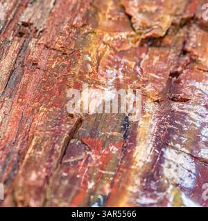 Nahaufnahme von poliertem versteinertem Holz mit faseriger Mineralienstruktur und mehrschichtigen Farben in Orange, Rot, Braun und Elfenbein. Stockfoto
