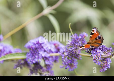 Schmetterling Pfau Schmetterling (Aglais io) auf blühendem Sommerlila (Buddleja) Stockfoto