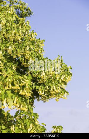 Blüten der Winterlinde (Tilia cordata) Stockfoto