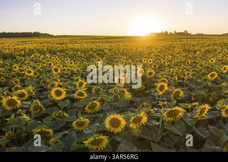 Feld mit Sonnenblumen (Helianthus annuus) in Blüte mit untergehender Sonne, Luftaufnahme bei Priestewitz, Sachsen, Deutschland, Europa Stockfoto