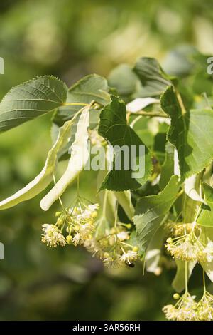 Blüten der Winterlinde (Tilia cordata) Stockfoto