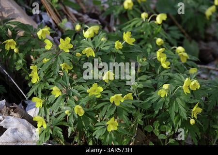 Gelbe Holzanemone, Anfang April, Deutschland, Europa Stockfoto