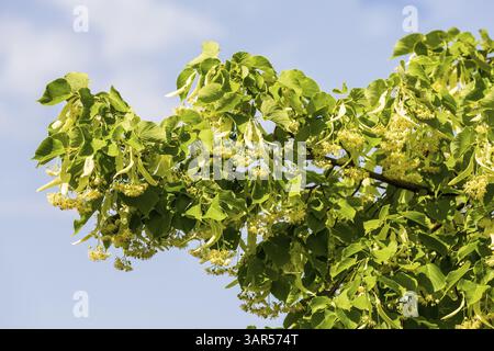 Blüten der Winterlinde (Tilia cordata) Stockfoto