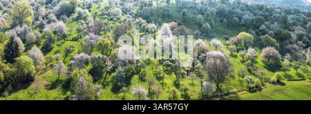 Frühling auf dem Albtrauf der Schwäbischen Alb. Obstbäume blühen in den Obstgärten im Lenninger Tal. Luftaufnahme. Owen, Baden-Württemberg, Deutschland Stockfoto