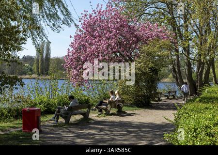 Wetter, sommerlicher Frühling, blühende Magnolien und Menschen auf Parkbänken auf der Aussenalster in Hamburg, Deutschland, Europa Stockfoto
