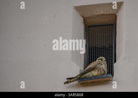 Falco tinnunkulus (Falco tinnunkulus) mit Rücken in einer Fensteröffnung mit Grill an einer Wand, Jesuitenkirche, Straubing, Niederbayern Stockfoto