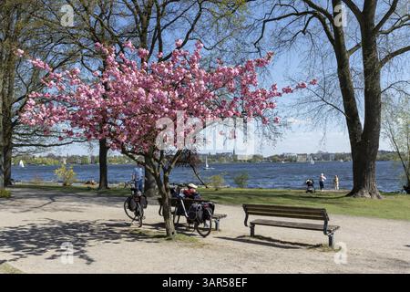 Wetter, Sommerfrühling, blühende Magnolien und Menschen mit Fahrrädern auf einer Parkbank auf der Aussenalster in Hamburg, Deutschland, Europa Stockfoto