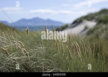 Gräser in den Dünen am Strand am blauen Meer mit den Bergen des Snowdonia National Park verschwimmen im Hintergrund, Ynys Llanddwyn, Newborough Stockfoto