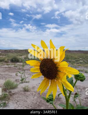 Nahaufnahme einer einzigen gelben Sonnenblume, die in einer trockenen Landschaft unter einem teilweise bewölkten Himmel blüht und Widerstandskraft und Sommerwachstum symbolisiert. Stockfoto