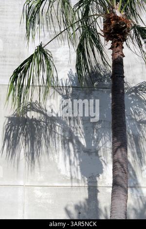Eine hohe Palme wirft ihren Schatten auf eine graue Betonwand Stockfoto