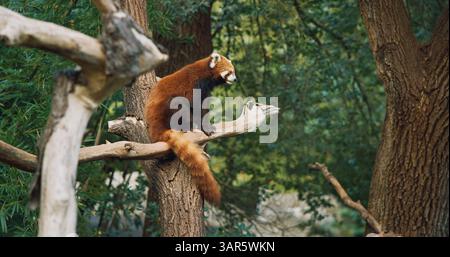 Red Panda Sitzt Auf Baum Und Kämmt Sich. Ailurus Fulgens Oder Kleiner Panda Ist Ein Kleinsäuger, Der Im Östlichen Himalaya Und Im Südwesten Chinas Beheimatet Ist. Rot Stockfoto