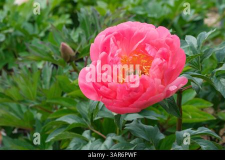 Paeonia Coral Sunset, Pfingstrose Coral Sunset, Halbblüten, die sich rosa öffnen und mit der Zeit in Aprikose/Gelb wechseln Stockfoto