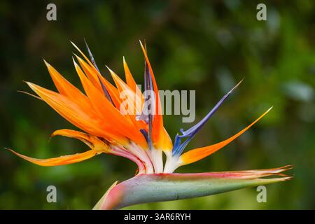 Kranblume, Paradiesvogel oder Orangenstrelitzia (Strelitzia reginae: Blume. Wildnis, Garden Route, Western Cape. Sout Stockfoto