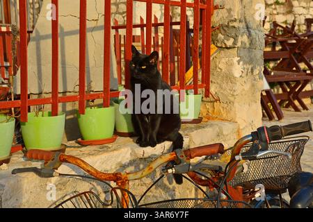 Eine schöne schwarze Straßenkatze genießt die Wintersonne am späten Nachmittag an einer Mauer an der Uferpromenade von Umag in Istrien, Nordwesten Kroatiens Stockfoto