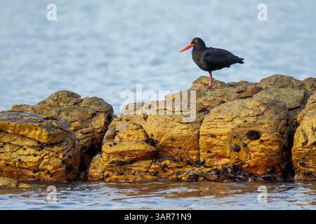 Ein afrikanischer Schwarzer Austernfänger (Haematopus moquini), der auf einem Bein auf den Küstenfelsen bei Rasperpunt bei Agulhas (L’Agulhas) im Overberg im Westen thront Stockfoto