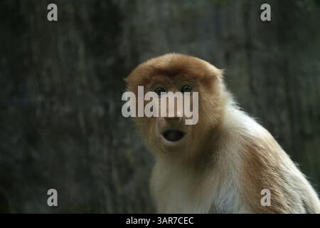 Expression eines nasalis larvatus Stockfoto