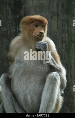 Expression eines nasalis larvatus Stockfoto