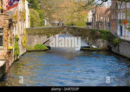 Alte moosbedeckte Steinbrücken über einem sonnigen Kanal in Brügge, Belgien. Ein Schwan ruht in der Nähe der malerischen historischen Kreuzung. Stockfoto