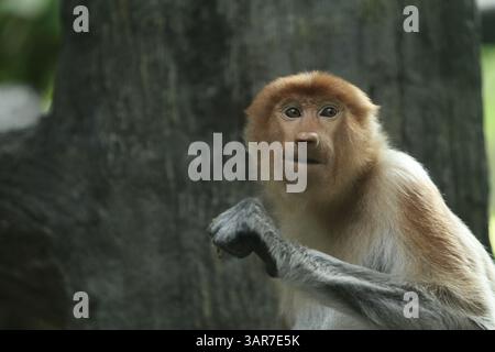 Expression eines nasalis larvatus Stockfoto