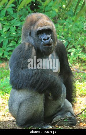 Silverback Gorilla Expression Stockfoto