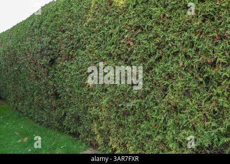 Thuja occidentalis - Hecke aus weißer Zedernholz mit Bräunung älterer Blätter im Hinterhof im Herbst, Quebec, Kanada. Dieses Bild ist Eigenschaft freigegeben. CUPR0270 Stockfoto