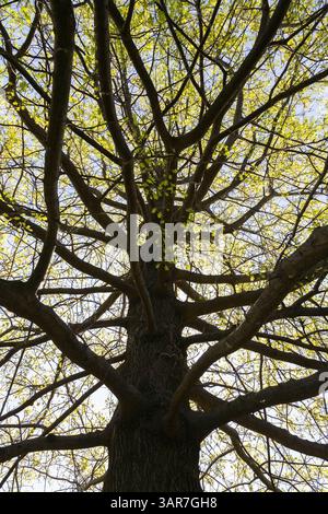 Niedriger Blickwinkel auf die hohe, hinterleuchtete Silhouette Quercus palustris - Pin Oak Tree im Frühjahr. Stockfoto