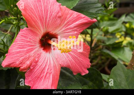Nahaufnahme der roten Hibiskus-Blüte „Strawberry Sunset“, die im Sommer in einem kommerziellen Gewächshaus angebaut wird. Stockfoto