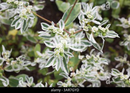 Euphorbia marginata - Snow-on-the-Mountain giftige Zierpflanze im Sommer. Stockfoto